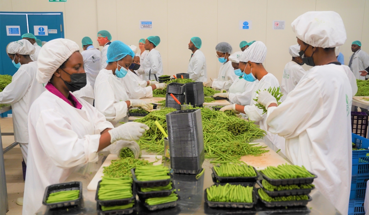 Workers sort fresh green beans for export at the  Rwanda’s first privately owned packhouse located in the Prime Economic Zone in Masoro on September 8.  Craish Bahizi