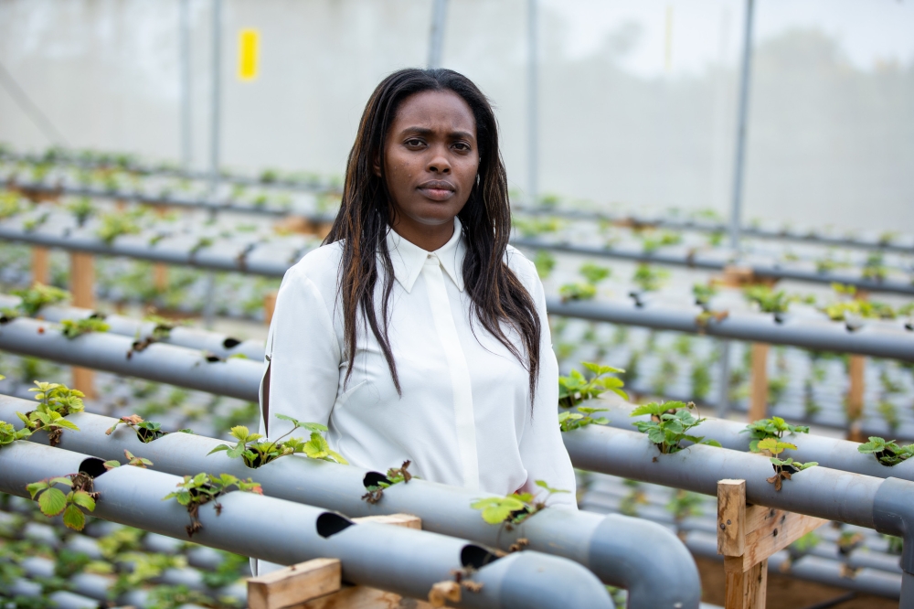Doreen Karehe supervising one of the greenhouses in which juicy strawberries are growing in hydroponics in Bugesera District. Photo by Olivier Mugwiza