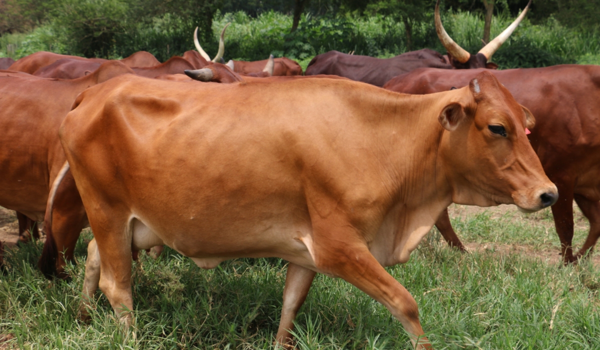 RAB has suspended trade in livestock, meat, milk, hides, and skins in Kirehe district, Eastern Province following discovering foot and mouth disease in Nyamugari sector. File