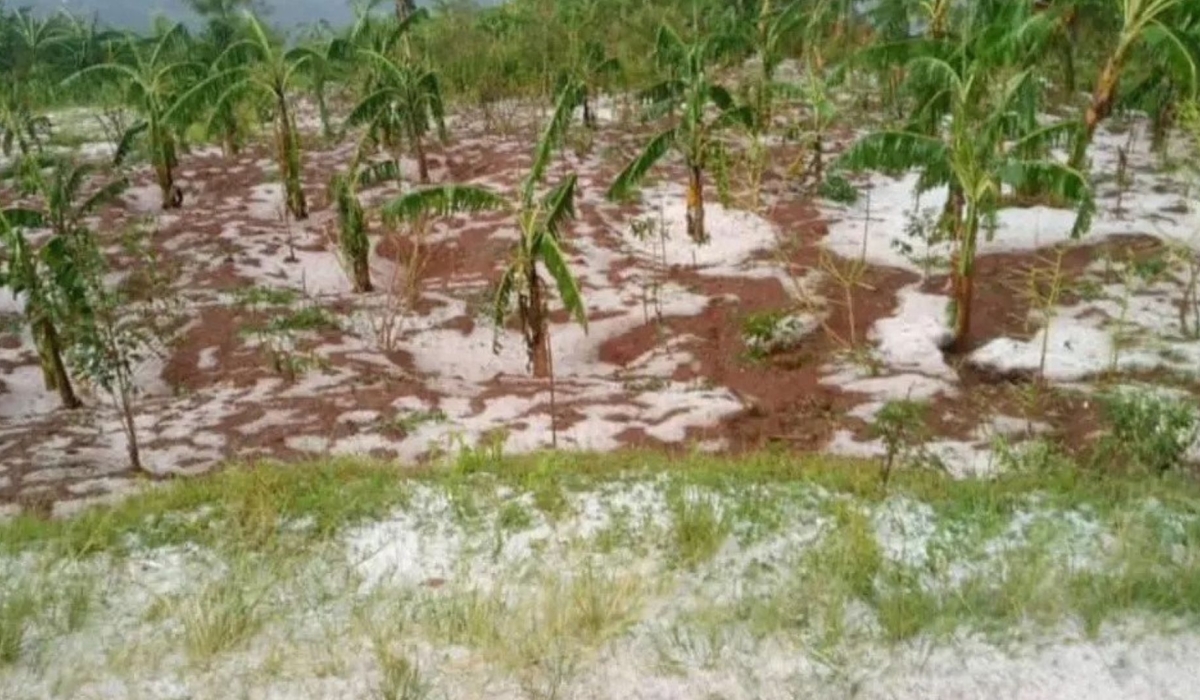 A view of a banana plantation that was highly hit by snow in Rongi Sector, in Muhanga District, Thursday on March 9. Courtesy