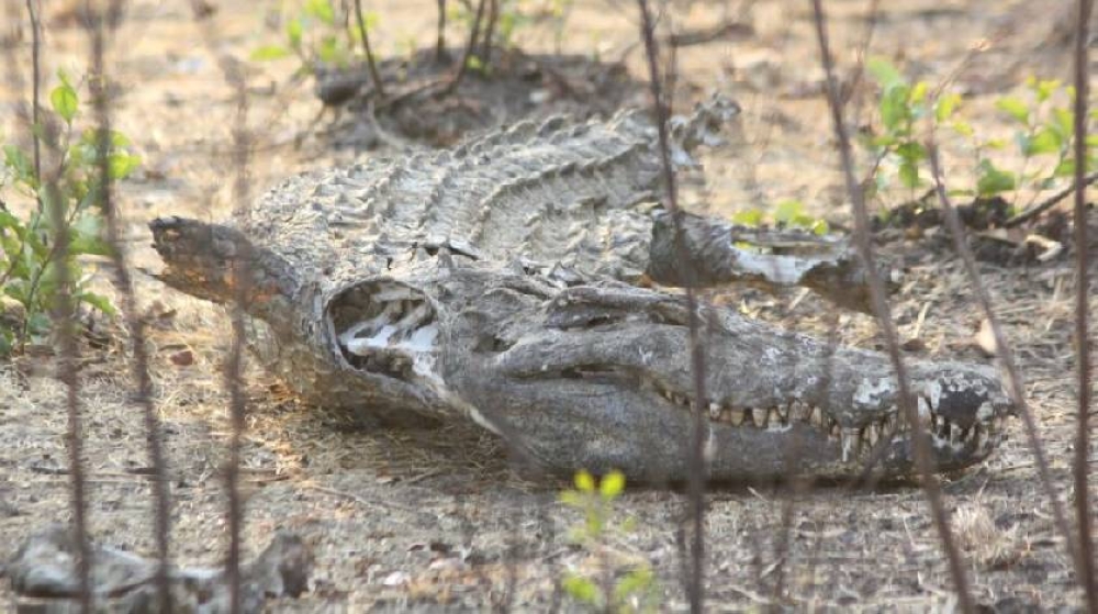 Lake Kamnarok in Kenya&#039;s Rift Valley was once home to 10,000 crocodiles, second to Lake Chad in holding capacity.