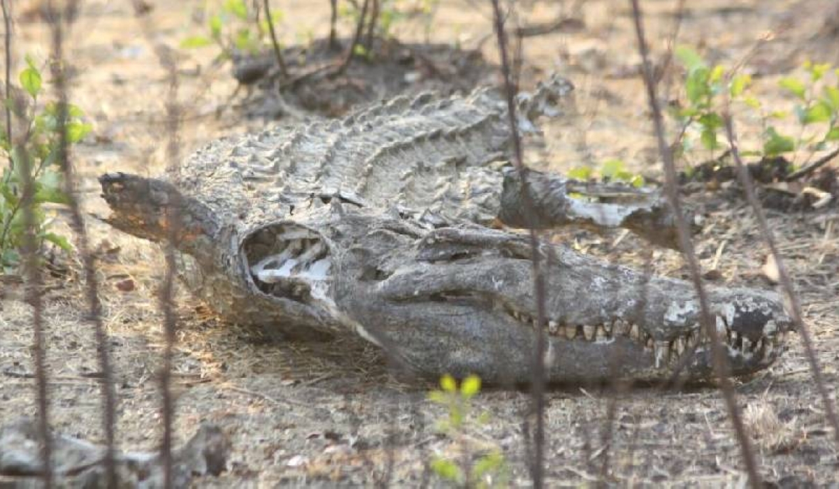 Lake Kamnarok in Kenya&#039;s Rift Valley was once home to 10,000 crocodiles, second to Lake Chad in holding capacity.