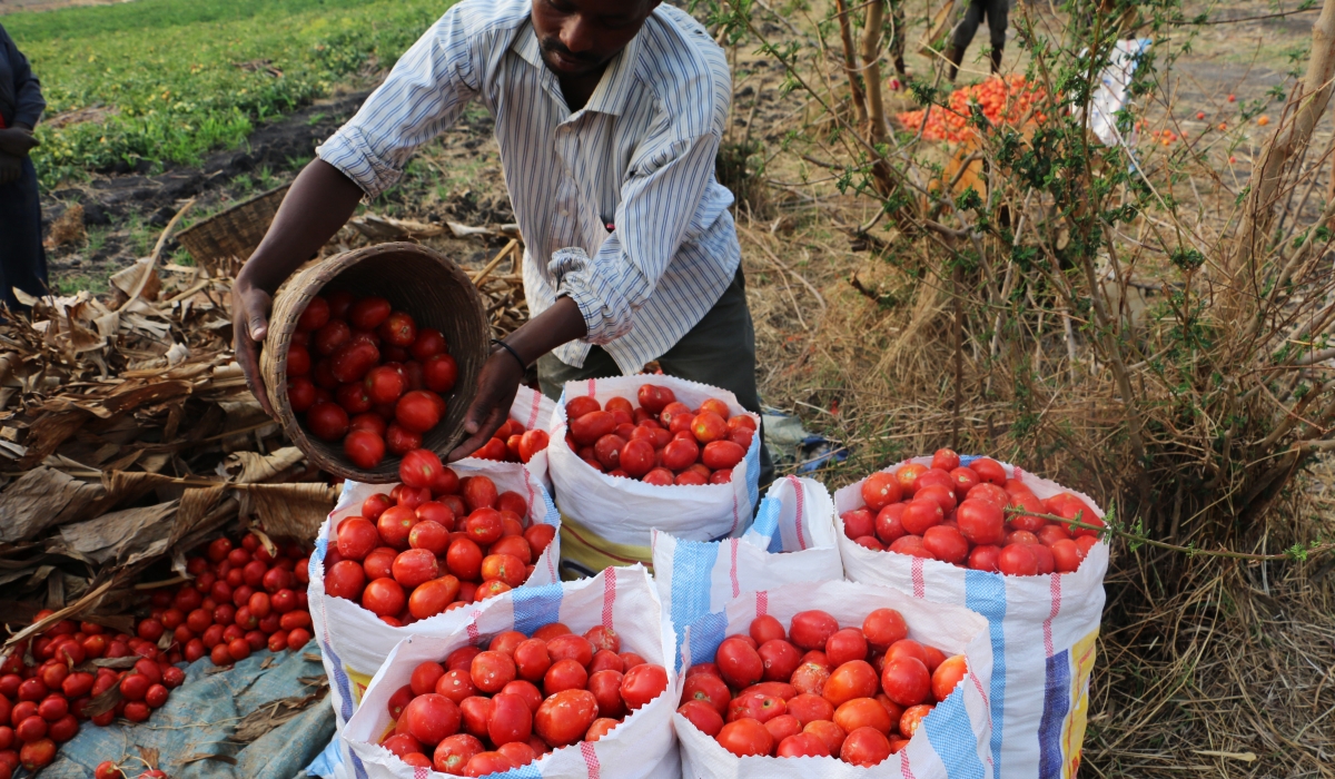 A tomato farmer packaging his production for the market. File