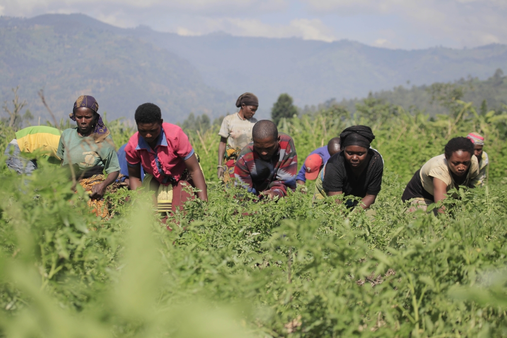 Farmers work in their tomato plantation in Musanze. File
