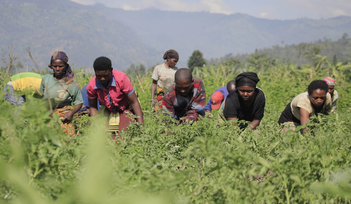 Farmers work in their tomato plantation in Musanze. File