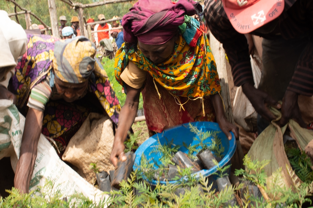 Farmers from Mukuge cell, Nyaruguru district are gathered at Mukuge decentrilzed tree nursery to pick up trees that they will go and plant in their fields. Helped by farmer promoters, they first learn appropriately plant a tree.