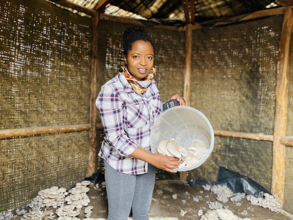 Adeline Umukunzi shows mushrooms from one of the shelters in which she grows the crop, on her farm located in Muko Sector, Musanze District, on Saturday, March 18, 2023. Emmanuel Ntirenganya