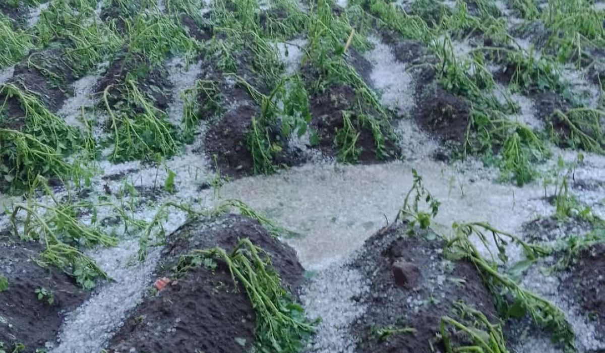 A view of a damaged potato plantation in Musanze District on March 22. Hailstorm struck four sectors of Musanze district on Wednesday evening, causing damage to crops and over 200 houses. Courtesy