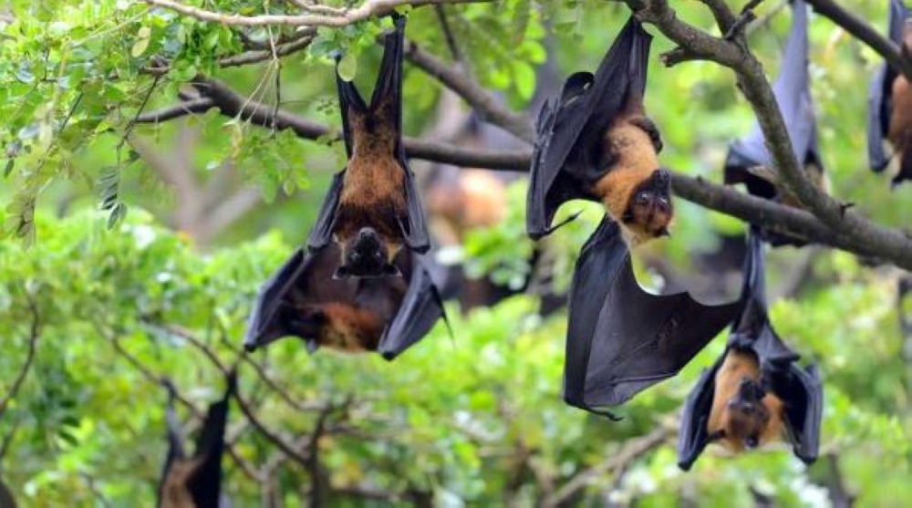 Fruit bats which transmit the Marburg virus which spreads among humans through direct contact with bodily fluids of infected people. Equatorial Guinea had by March 23, 2023 confirmed eight more cases of the Marburg Viral Disease. Internet 