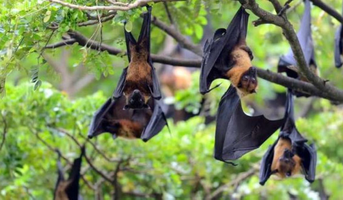 Fruit bats which transmit the Marburg virus which spreads among humans through direct contact with bodily fluids of infected people. Equatorial Guinea had by March 23, 2023 confirmed eight more cases of the Marburg Viral Disease. Internet 