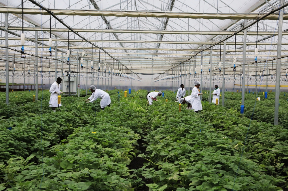 Workers sort some potato plantation grown inside a green house in Musanze. Different experts are calling for increased adoption of modern business models in agriculture. Sam Ngendahimana