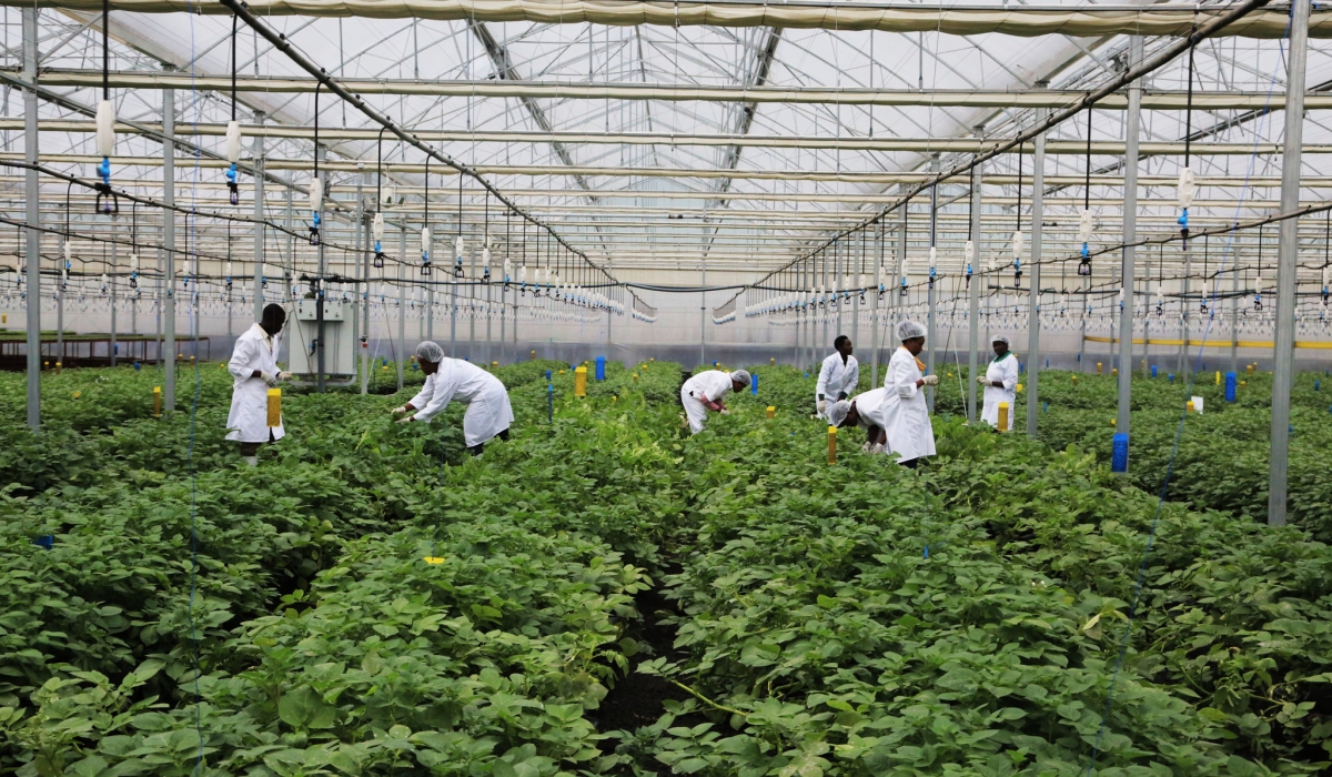 Workers sort some potato plantation grown inside a green house in Musanze. Different experts are calling for increased adoption of modern business models in agriculture. Sam Ngendahimana