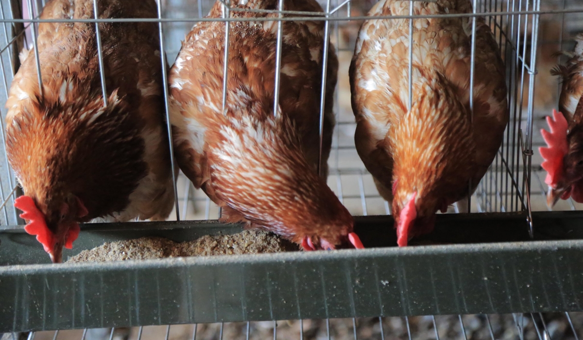 Some layer chickens are feed at Gikomero Poultry Farm in Gasabo District. Poultry farmers
said animal feed is too expensive and continues to be a major constraint on poultry
productivity. Photo: Sam Ngendahimana