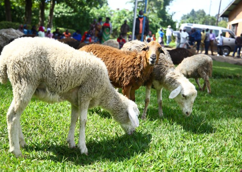 Some sheep that were distributed to poor residents in Nyange Sector ,Musanze District. File