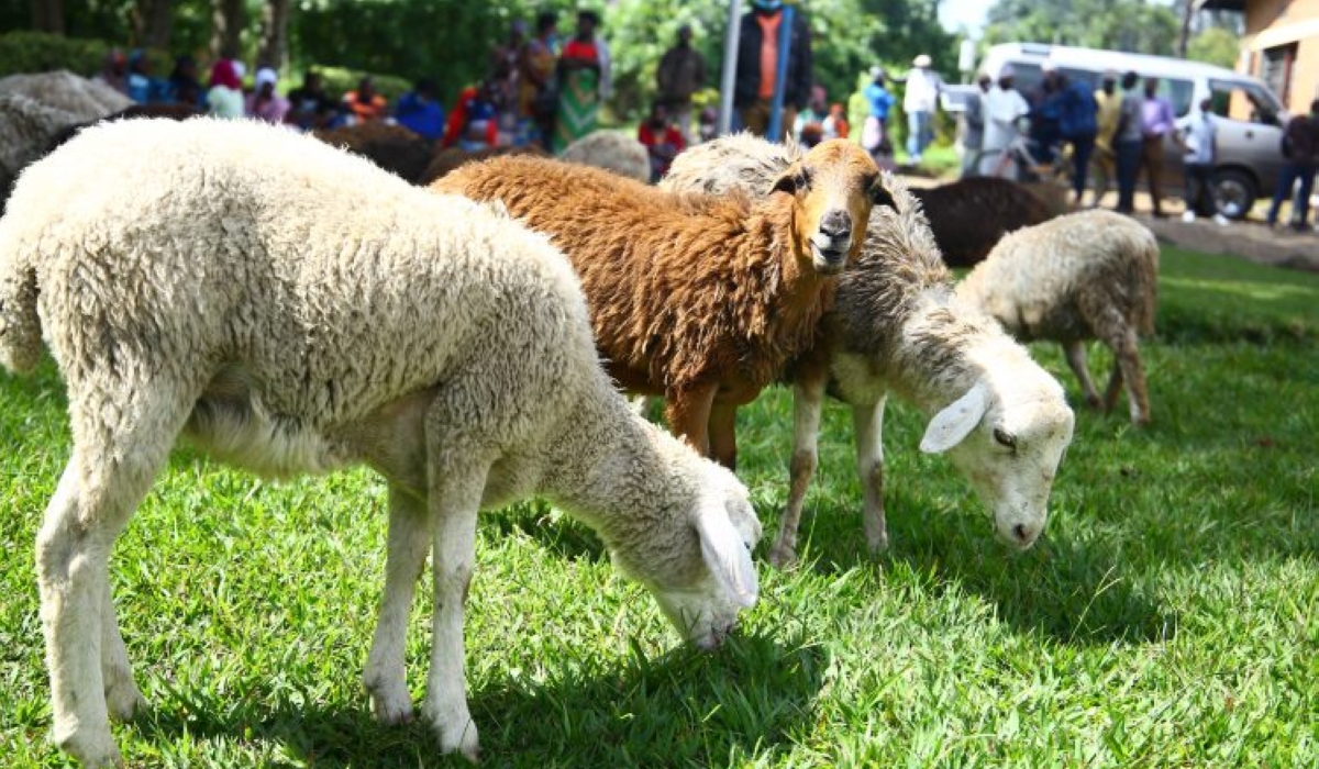 Some sheep that were distributed to poor residents in Nyange Sector ,Musanze District. File