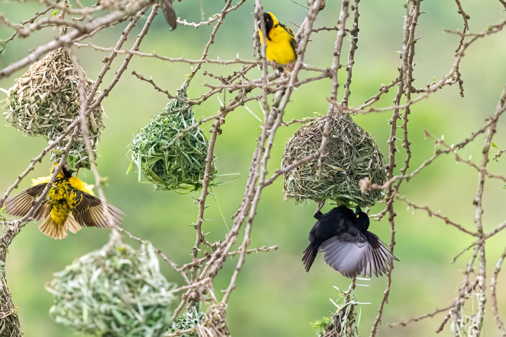 Vieillot&#039;s Black Weaver displaying in a Village Weaver colony, photographed at Nyandungu Eco-Park in Kigali