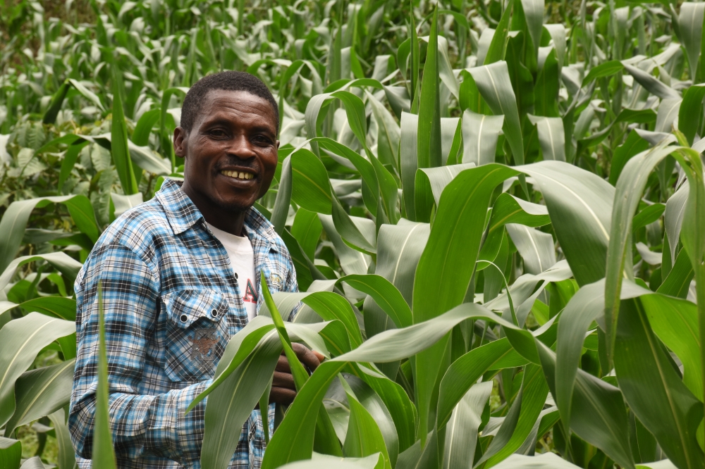 A farmer in a maize plantation. Photo: Courtesy.