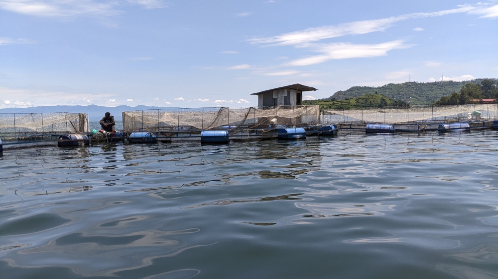 A fish farm owned by Fine fish Ltd located in Lake Kavu, Rubavu district. Photo_Germain Nsanzimana 