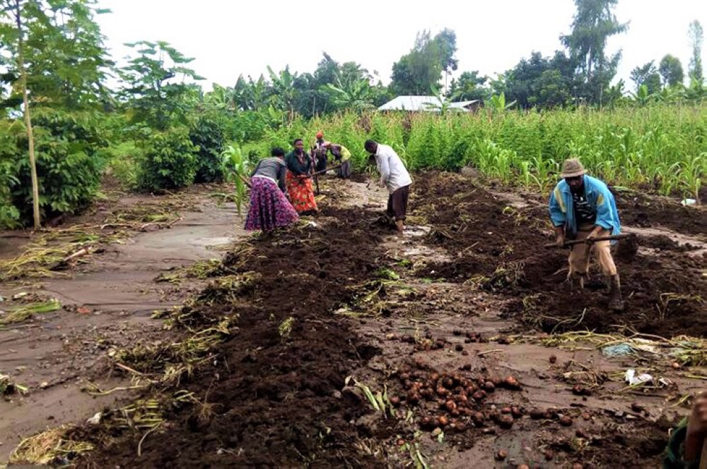 Hectares of crops damaged by floods in Burera and Musanze districts. Photo: File