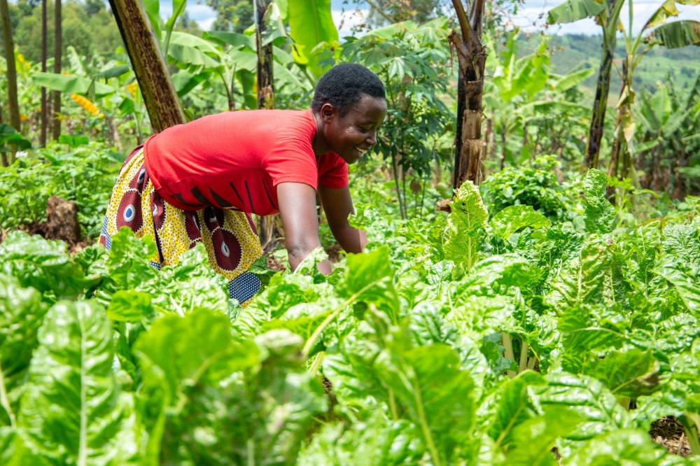 Christine Vuguziga, a resident of Kayonza District, has a garden in her compound that is packed with a variety of nutritious foods
such as spinach, amaranth, beetroots, tubers and banana trees. Photos: Dan Kwizera.