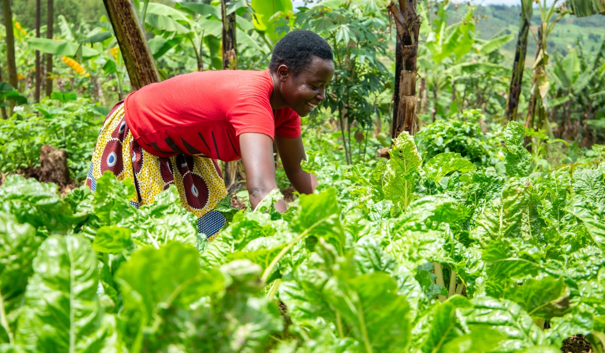 Christine Vuguziga, a resident of Kayonza District, has a garden in her compound that is packed with a variety of nutritious foods
such as spinach, amaranth, beetroots, tubers and banana trees. Photos: Dan Kwizera.