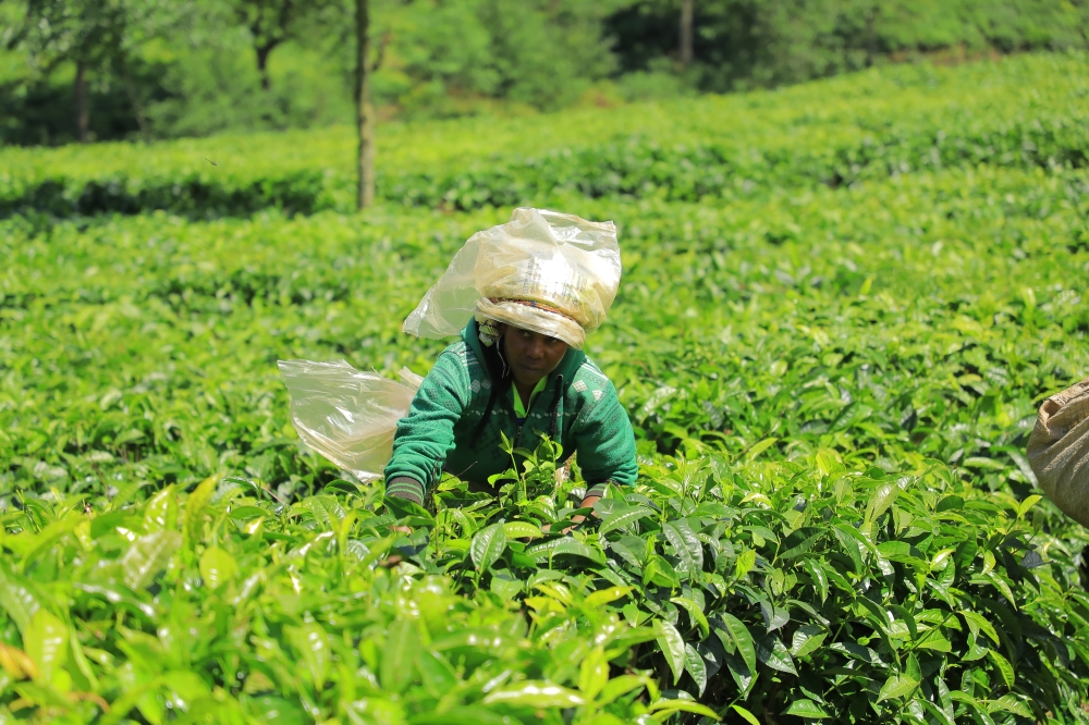 A farmer picking tea at an estate during the harvest season in Kitabi tea garden in Nyamagabe district. Photo by Craish Bahizi