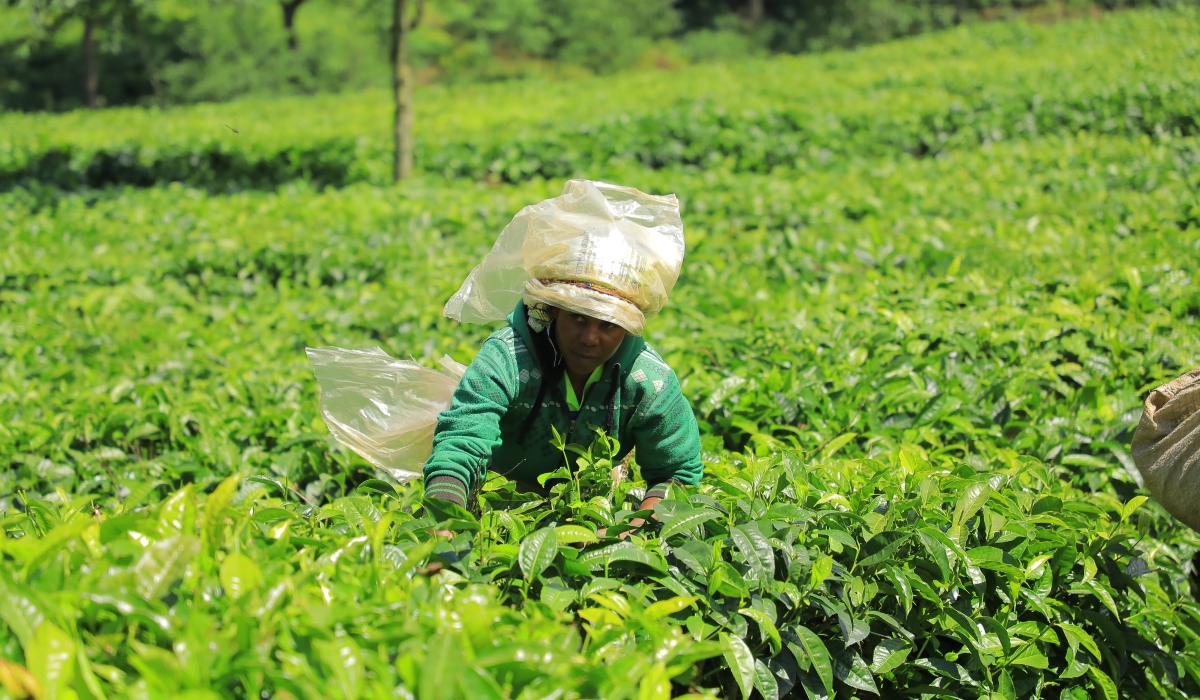 A farmer picking tea at an estate during the harvest season in Kitabi tea garden in Nyamagabe district. Photo by Craish Bahizi