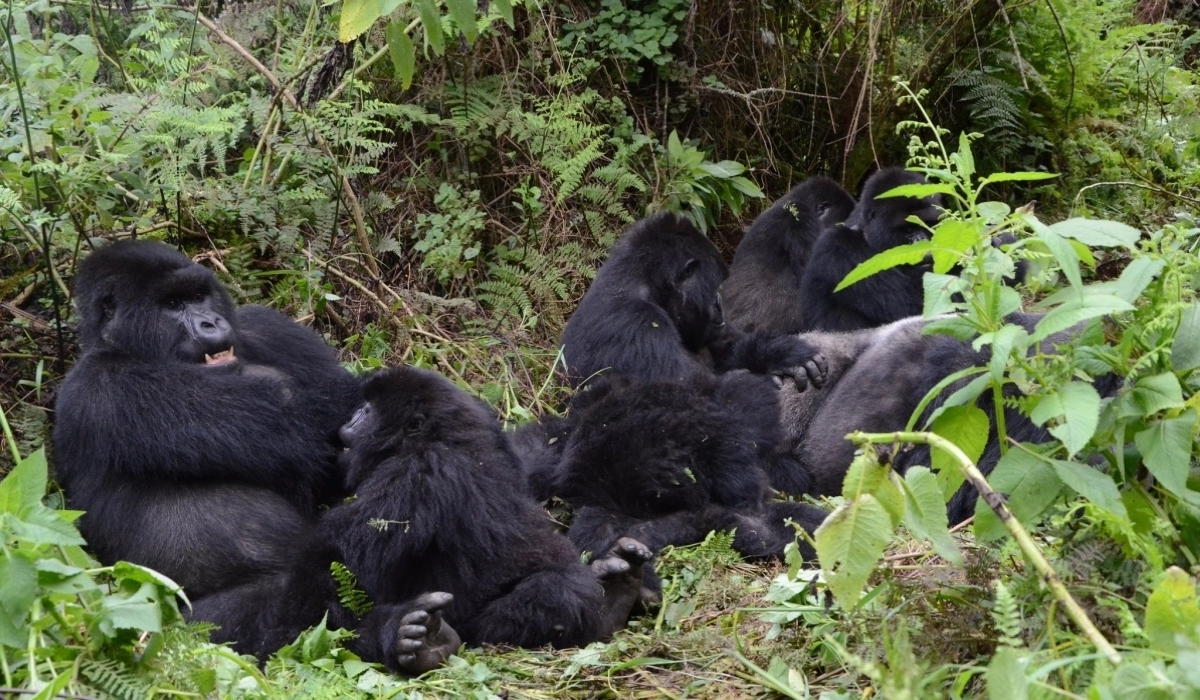 Mountain gorillas of Susa group at Karisimbi in Volcanoes National Park. Rwanda has extended promotional rates for gorilla trekking fees to ensure continued domestic and foreign tourism recovery. Sam Ngendahimana