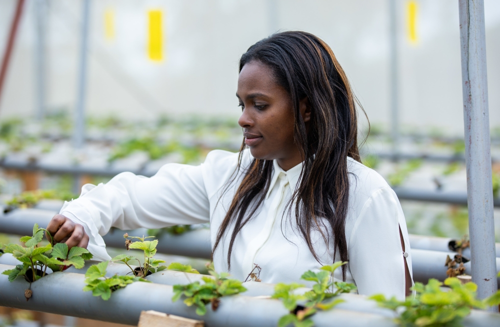 Doreen Karehe sorts her strawberry plants in Mayange. According to RDB’s annual report released last week, female ownership of businesses increased from 27 per cent in 2017 to 34 per cent in 2022. Olivier Mugwiza