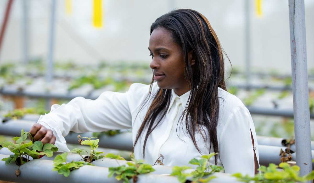 Doreen Karehe sorts her strawberry plants in Mayange. According to RDB’s annual report released last week, female ownership of businesses increased from 27 per cent in 2017 to 34 per cent in 2022. Olivier Mugwiza