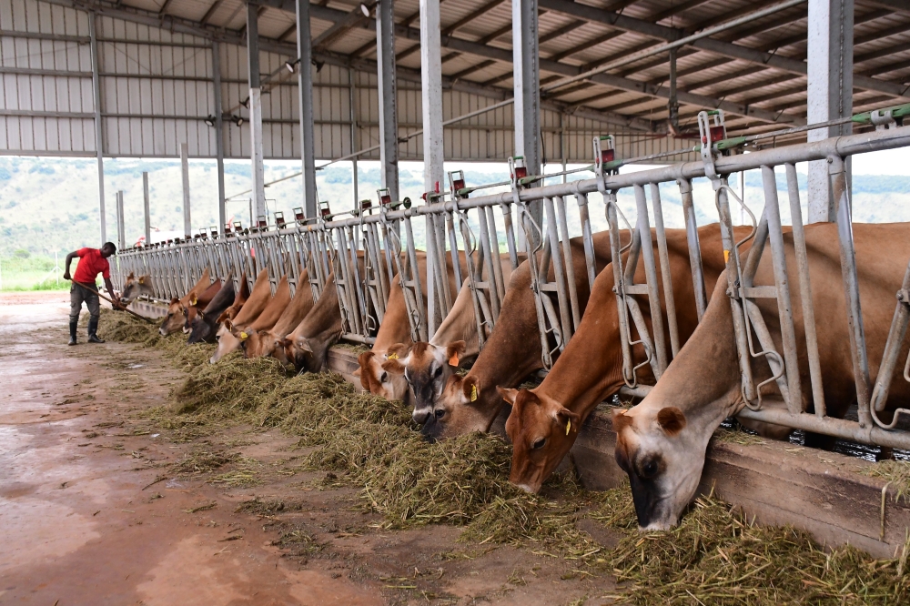Some cows at Gabiro Agribusiness Hub project in Nyagatare District. Rwanda projects to attract total investments worth $3 billion (approx. Rwf3.3 trillion) in 2023 Courtesy