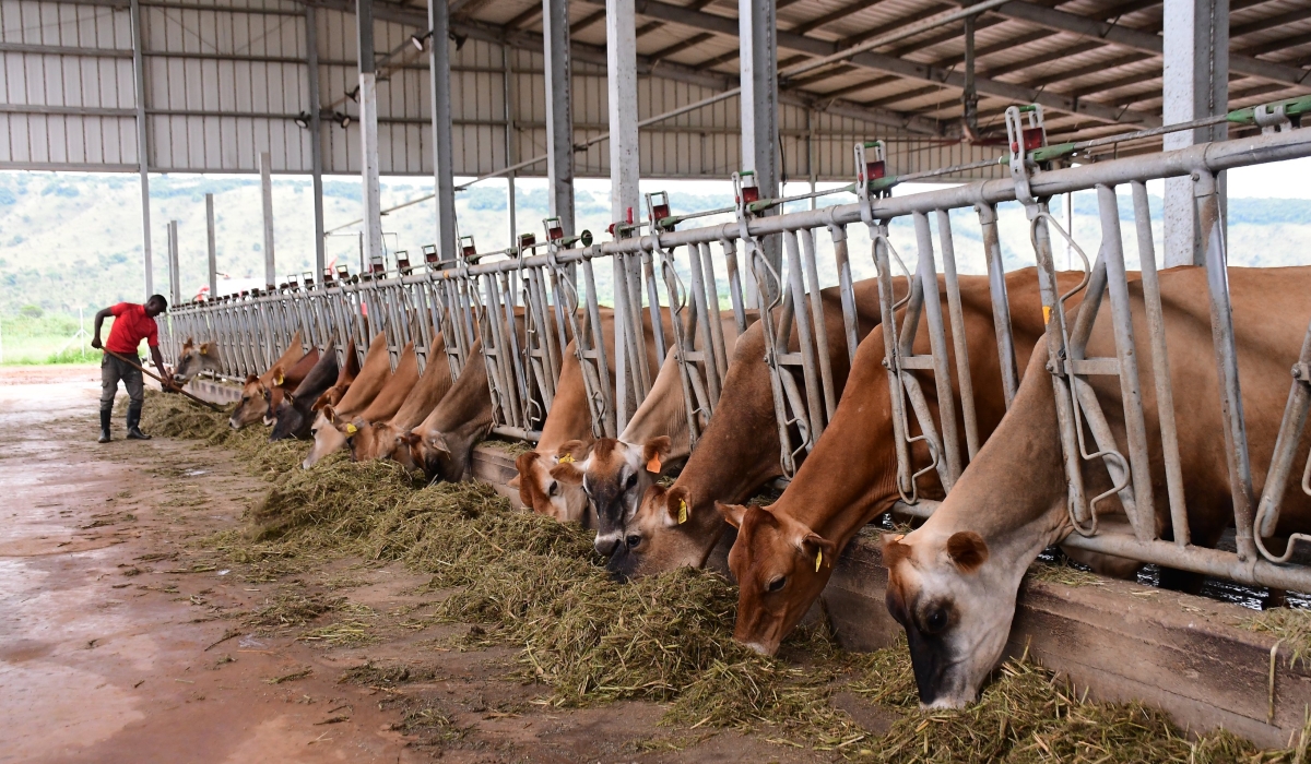 Some cows at Gabiro Agribusiness Hub project in Nyagatare District. Rwanda projects to attract total investments worth $3 billion (approx. Rwf3.3 trillion) in 2023 Courtesy