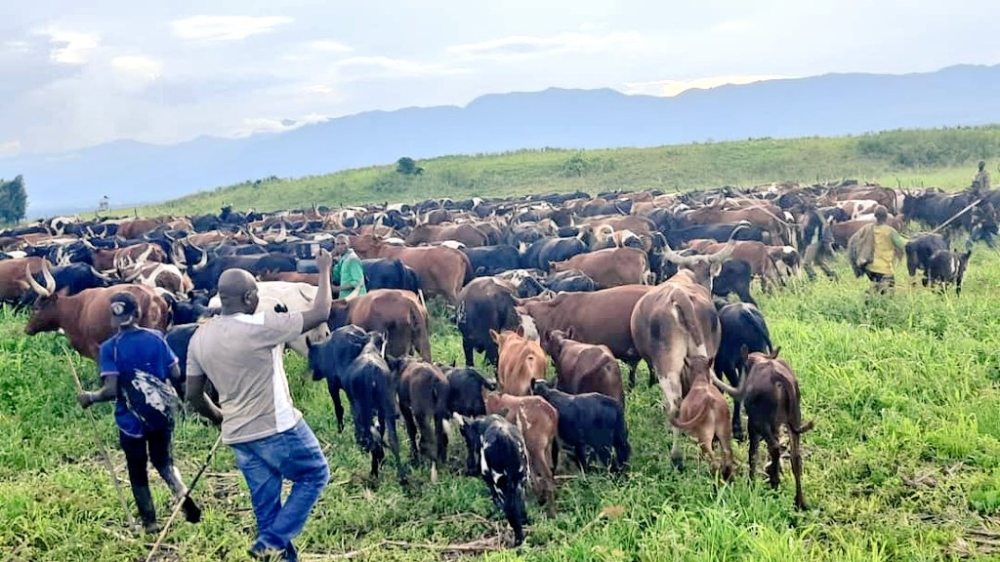 Some of the cows that have been rescued by Ugandan forces in eastern DR Congo on May 8. According to the spokesperson of the M23 rebel group, Lawrence Kanyuka, 200 cows were killed on the Kalengera-Tongo road on May 2. Net