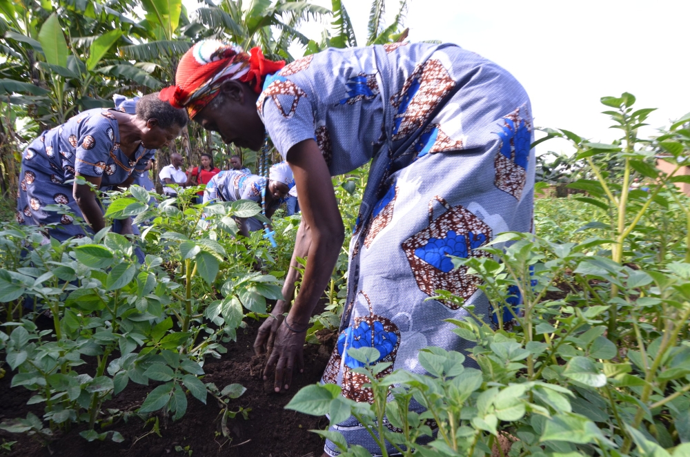 Potato farmers weed their plantation in Muko Sector ,Musanze District. According to Minister of Agriculture in order to  address concerns such as food security and high inflation, the agriculture sector has been allocated  Rwf154.8 billion for the upcoming fiscal year. Sam Ngendahimana