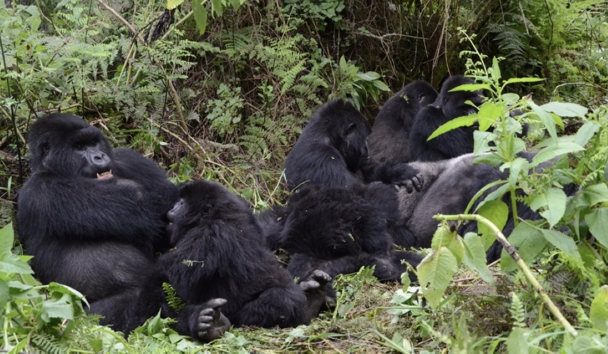 Rwanda mountain gorillas of Susa group in Volcanoes National Park. Rwanda urged Companies that are into mountain gorilla tourism to avoid irresponsible marketing feats that are contrary to the guidelines Sam Ngendahimana
