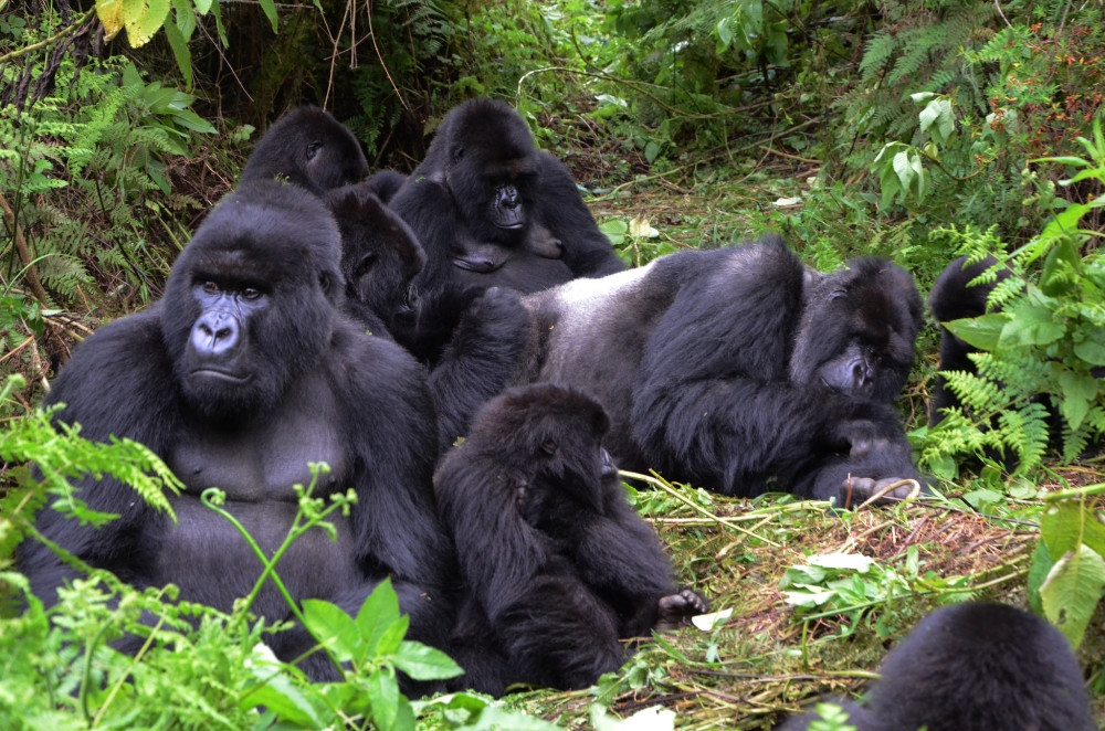 Mountain gorillas in Volcanoes National Park in the north of Rwanda. Sam Ngendahimana