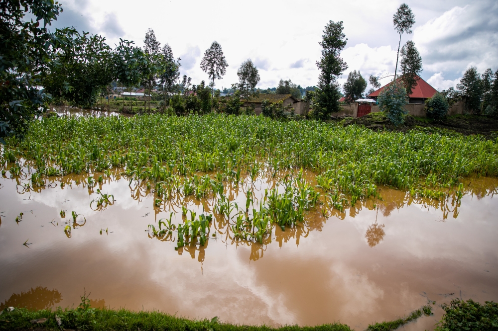 A view of a flooded maize plantation in Nyabihu District on May 3. Floods and landslides destroyed the livelihoods of some farmers. Photo by Olivier Mugwiza