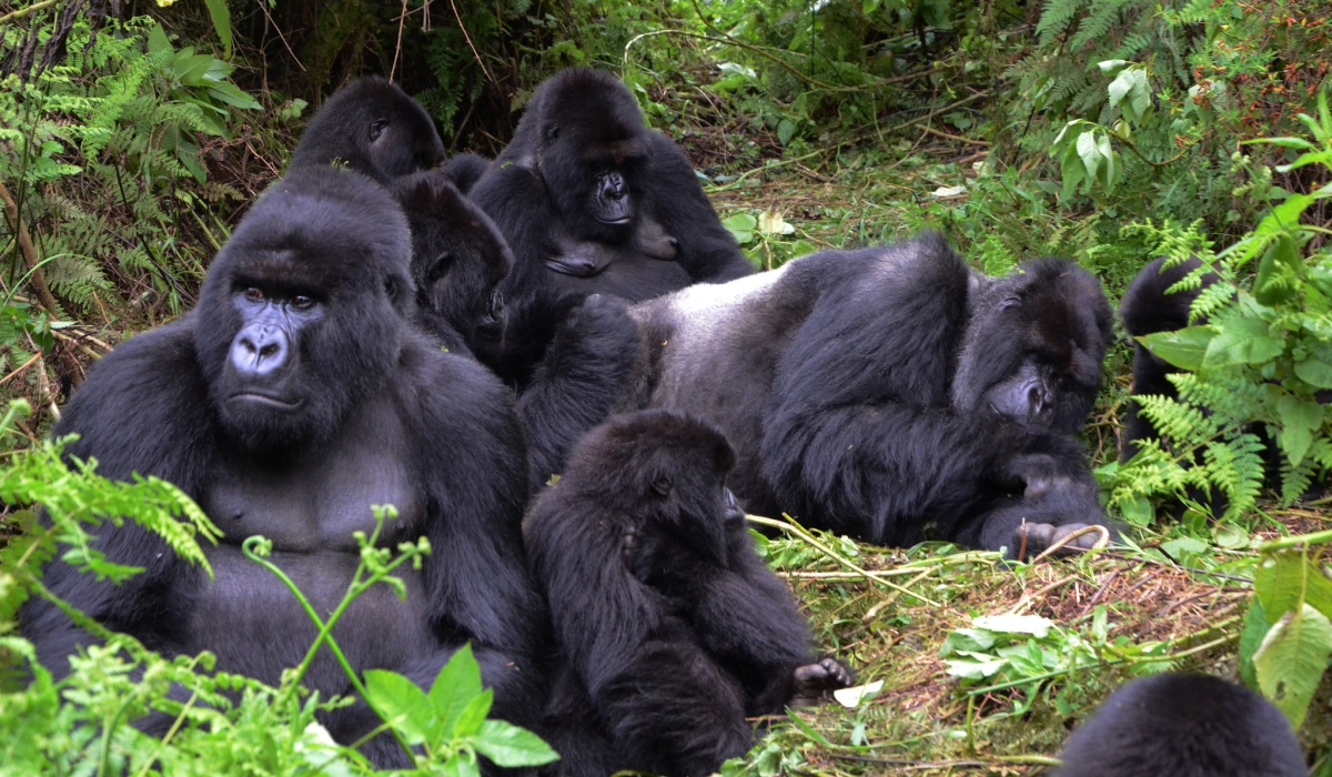 Mountain gorillas in Volcanoes National Park in the north of Rwanda. Sam Ngendahimana