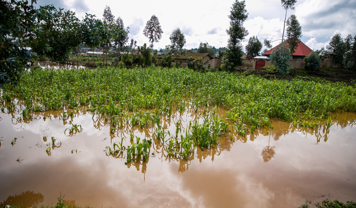 A view of a flooded maize plantation in Nyabihu District on May 3. Floods and landslides destroyed the livelihoods of some farmers. Photo by Olivier Mugwiza