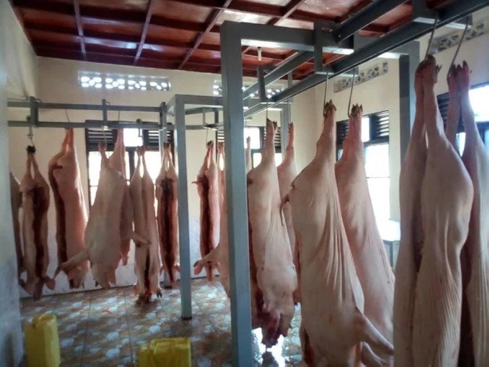 Some pigs that are slaughter at Gakenke modern abattoir. According to officials plans are underway to facilitate schools integrate pork in school feeding programme as means to eradicate malnutrition. Courtesy