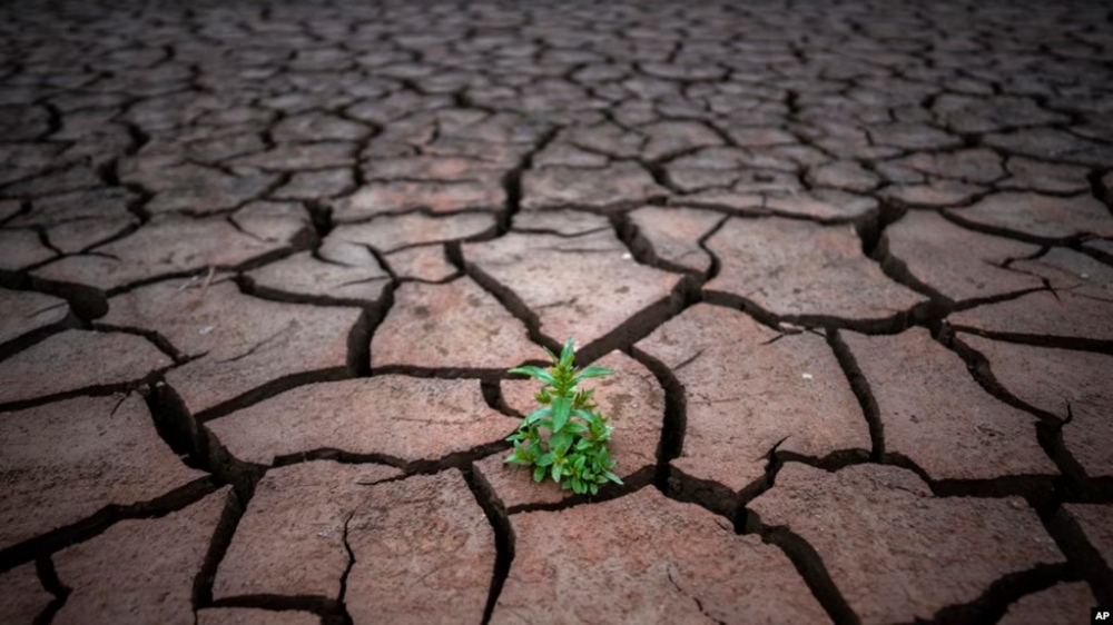A plant is pictured on cracked earth after the water level has dropped in the Sau reservoir, north of Barcelona, Spain, April 18, 2023.