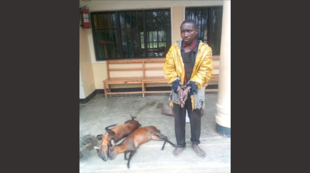 One of  poachers in Nyungwe Forest National Park ,who was arrested by Rwanda National Police in Nyamagabe District. Over the past five years,150 wildlife crimes have been documented. Courtesy