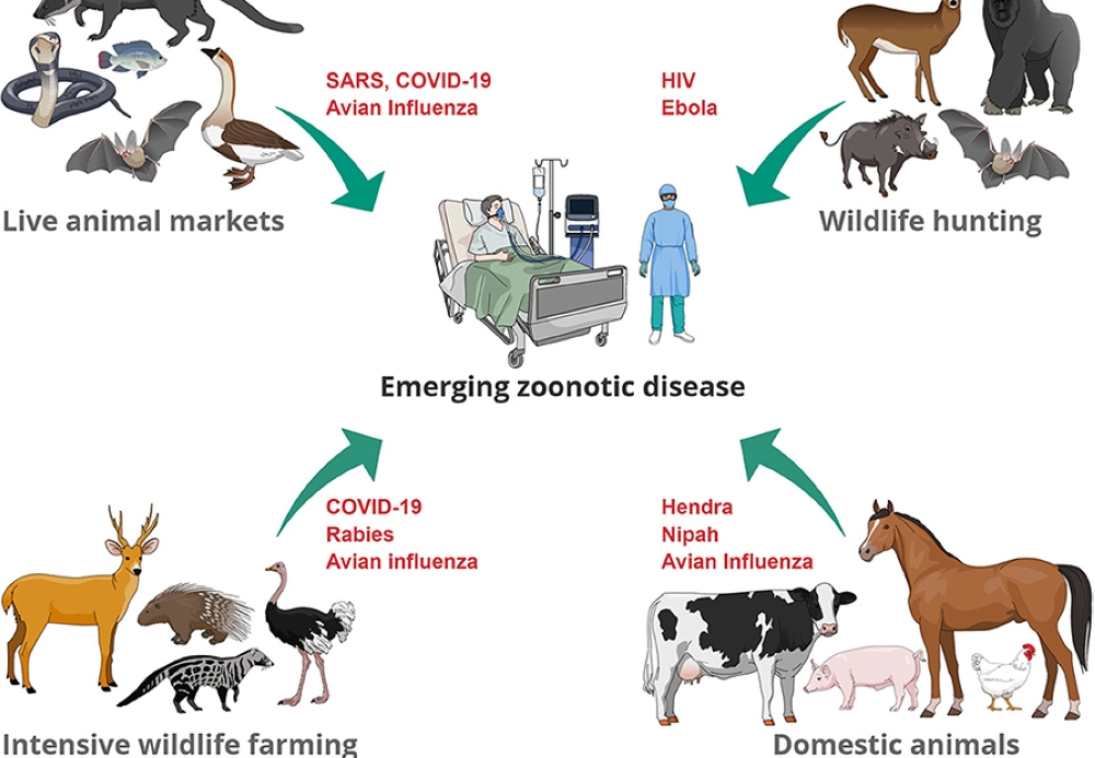 According to the Food and Agriculture Organization (FAO), animal diseases are crucial constraints in the enhancement of livestock production systems.