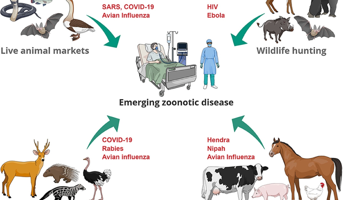 According to the Food and Agriculture Organization (FAO), animal diseases are crucial constraints in the enhancement of livestock production systems.