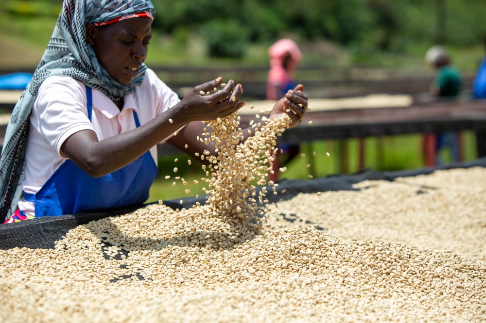 A woman dries coffee at a collection centre. The Ministry of Agriculture and Animal Resources  issued new instructions repealing Rwanda&#039;s coffee zoning policy, which was first implemented in 2016. Dan Gatsinzi