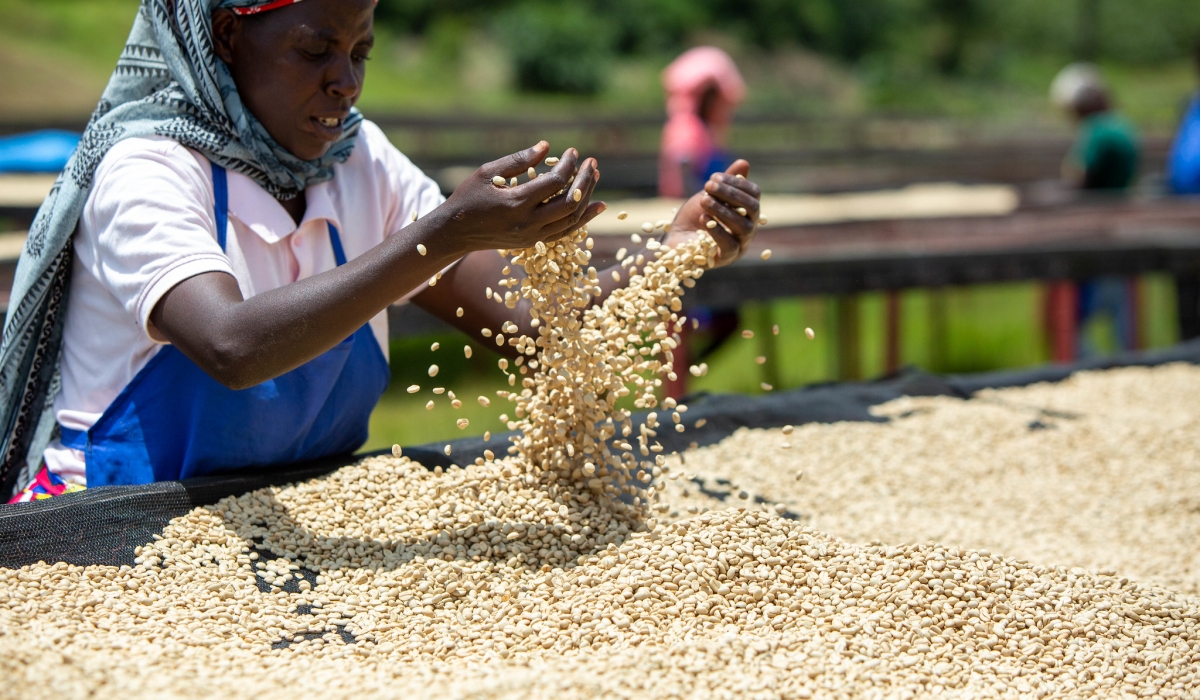 A woman dries coffee at a collection centre. The Ministry of Agriculture and Animal Resources  issued new instructions repealing Rwanda&#039;s coffee zoning policy, which was first implemented in 2016. Dan Gatsinzi