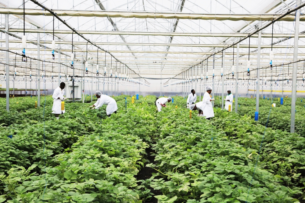 Workers sort some potato plantation grown inside a green house in Musanze. Different experts are calling for increased adoption of modern business models in agriculture. Sam NGENDAHIMANA 