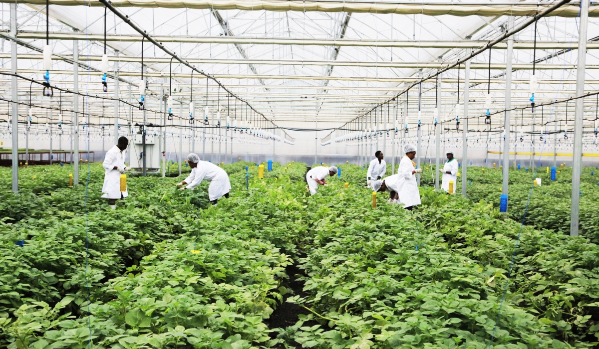 Workers sort some potato plantation grown inside a green house in Musanze. Different experts are calling for increased adoption of modern business models in agriculture. Sam NGENDAHIMANA 