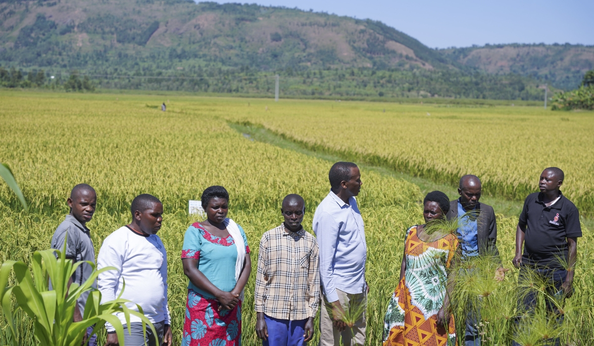 Francis Bushayija, the president of COOPRIKA-Cyunuzi cooperative in Kirehe and Ngoma districts (4th right), tours the rice plantation with other members. Photos by Emmanuel Dushimimana