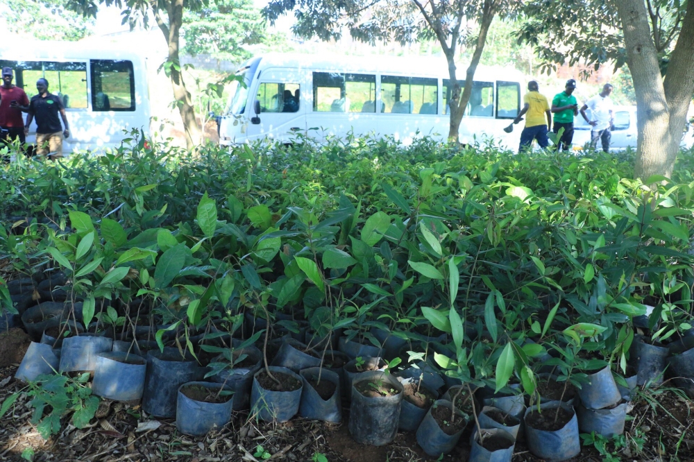 Some seedlings of indigenous species. Rwanda is planning to plant more trees, of which 40 per cent must be indigenous species, in order to access the carbon market. COURTESY